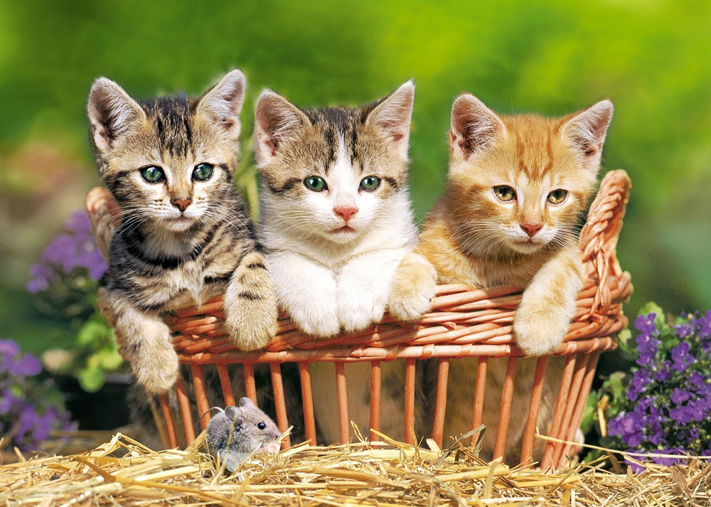 3 котенка картинки
